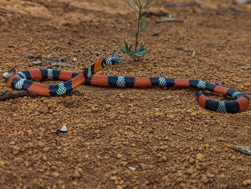 False Coral Snake reference