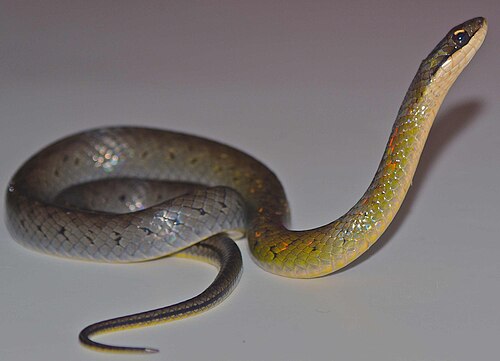 Fire-bellied Snake reference