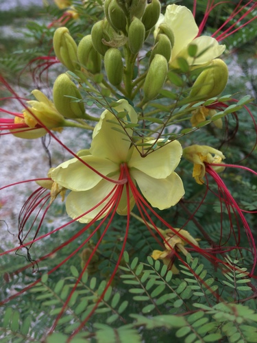 Yellow Bird of Paradise reference