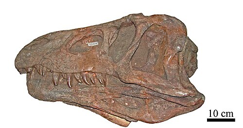 Erythrosuchus reference