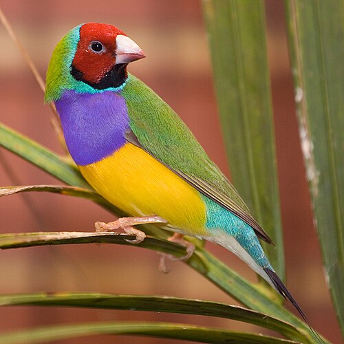 Gouldian Finch reference
