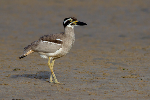 Beach Stone-curlew reference