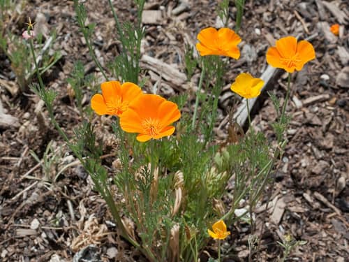 California Poppy reference