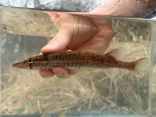 Redfin Pickerel reference