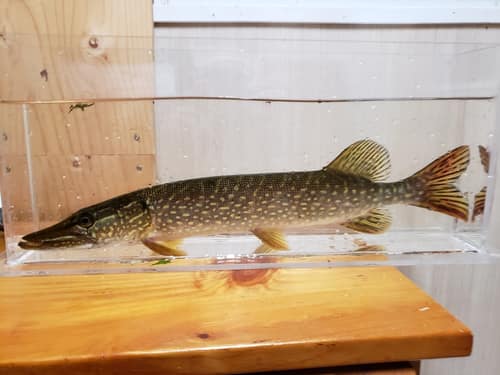 Northern Pike reference