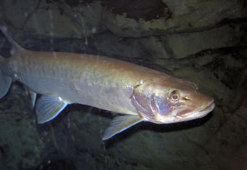 Muskellunge reference