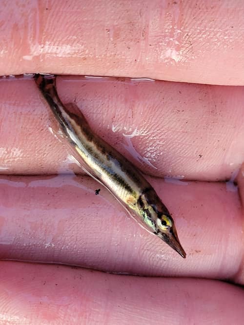 Chain Pickerel reference