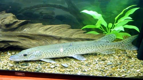 Amur Pike reference