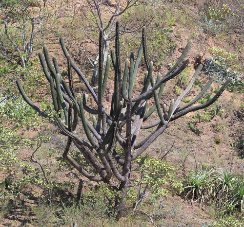 Peruvian Old Man Cactus reference
