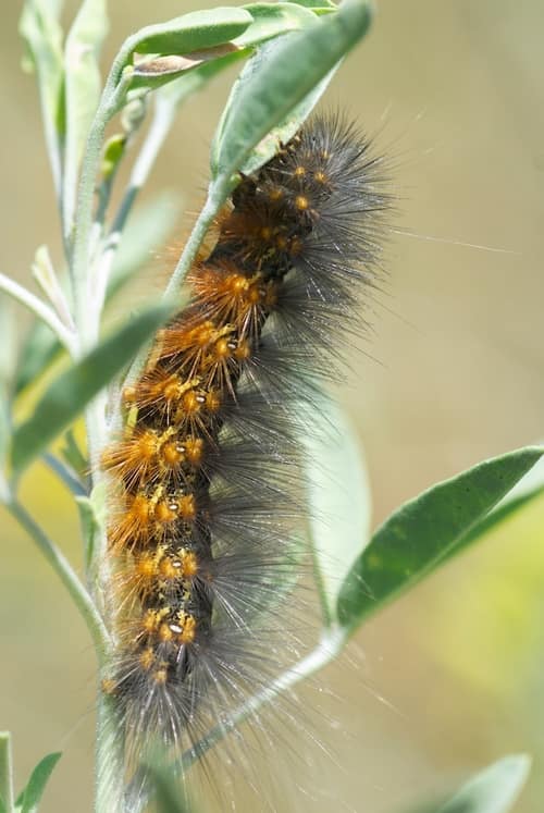 Salt Marsh Moth reference