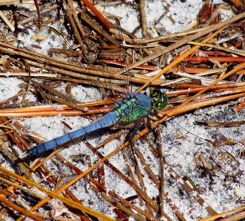 Eastern Pondhawk reference