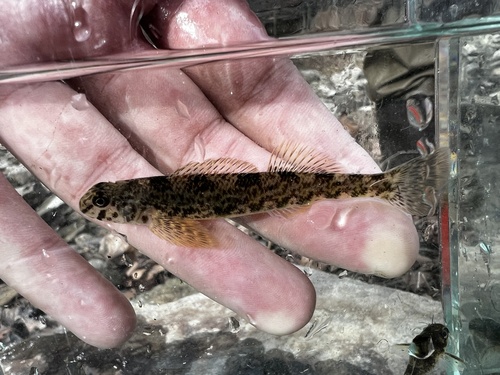 Greenside Darter reference