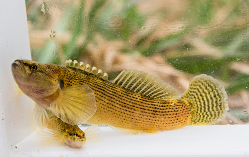 Fantail Darter reference
