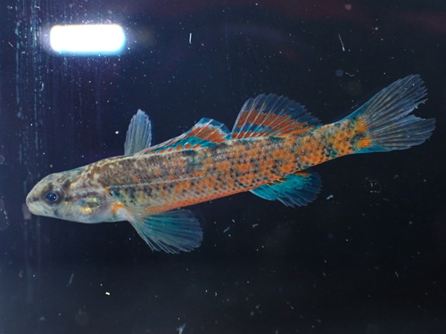 Watercress Darter reference