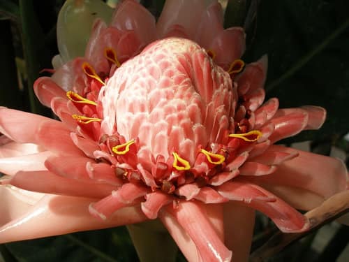 Torch Ginger reference