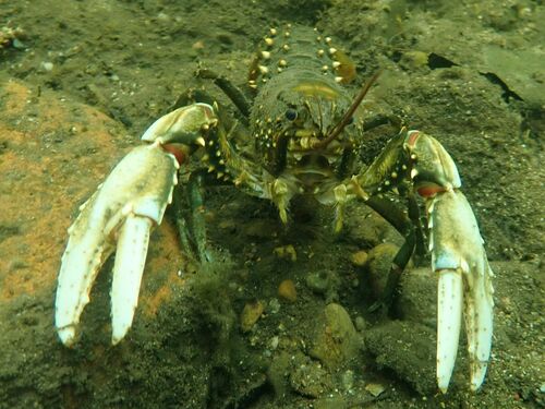 Murray Crayfish reference