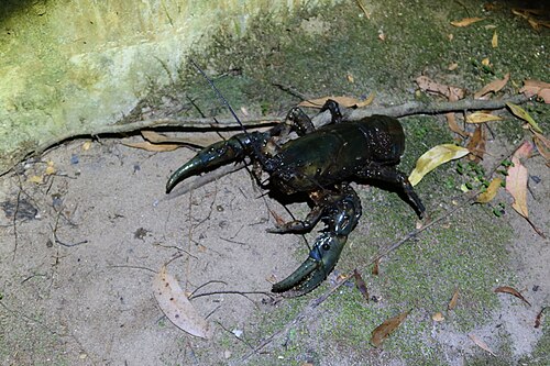 Tasmanian Giant Freshwater Crayfish reference