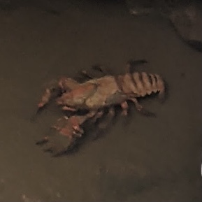 Giant Spiny Crayfish reference