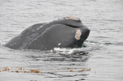 North Pacific Right Whale reference