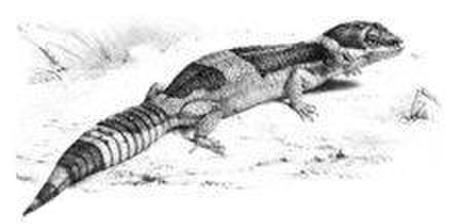 East Indian Leopard Gecko reference