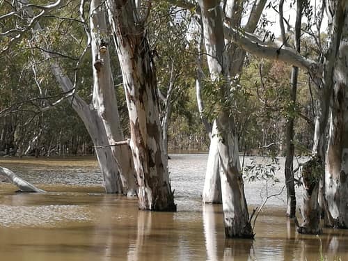 River Red Gum reference