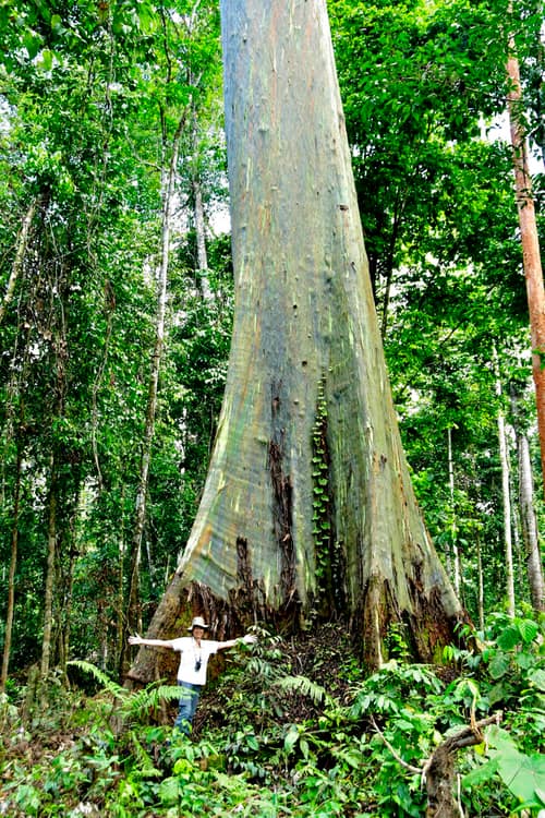 Rainbow Eucalyptus reference