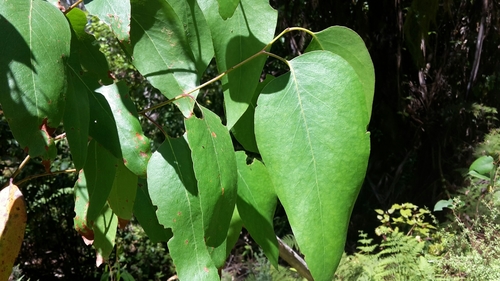 Mountain Ash reference