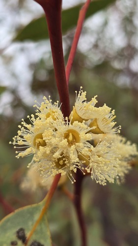 Red Mallee reference
