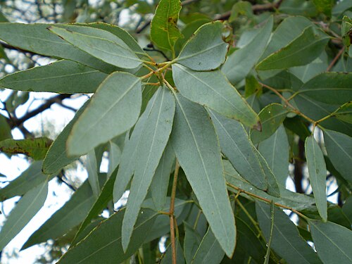 Lemon-scented Ironbark reference