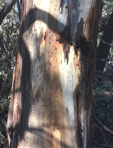 Manna Gum reference