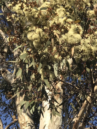 Wandoo reference