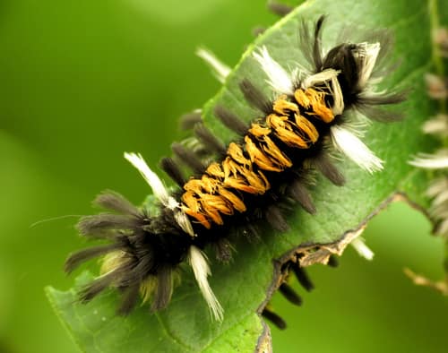 Milkweed Tiger Moth reference