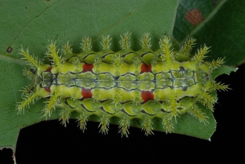 Spiny Oak-Slug Moth reference