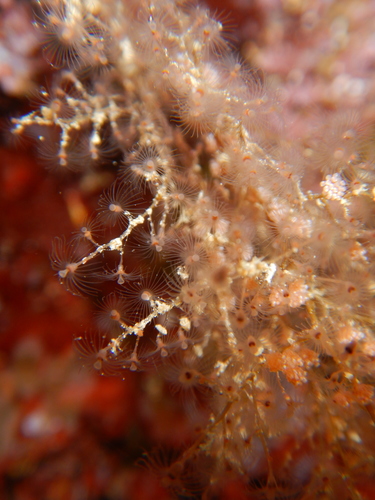 Tree Hydroid reference