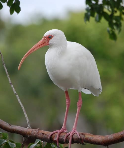 American White Ibis reference
