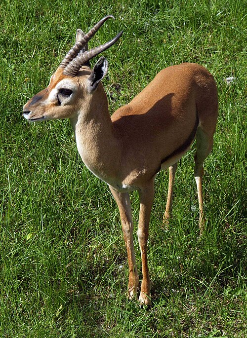 Red-fronted Gazelle reference