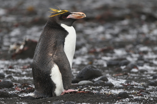 Macaroni Penguin reference