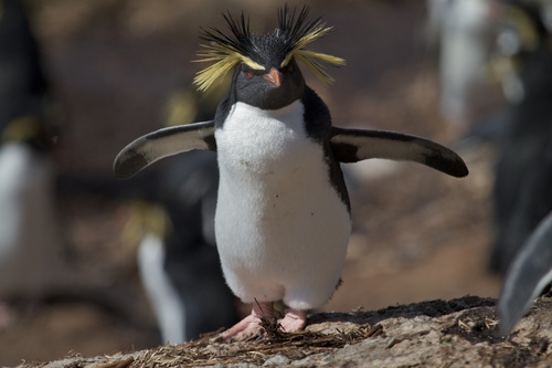 Northern Rockhopper Penguin reference