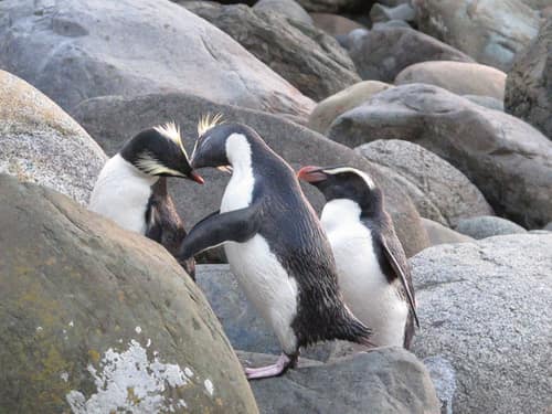 Fiordland Penguin reference
