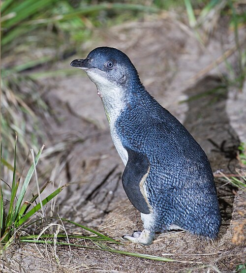 White-flippered Penguin reference