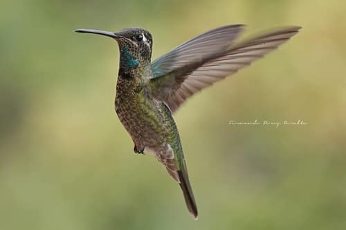 Rivoli's Hummingbird reference