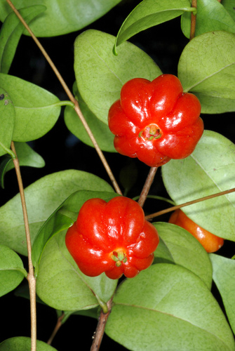 Surinam Cherry reference
