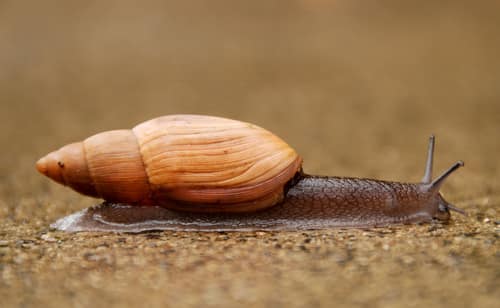 Rosy Wolfsnail reference