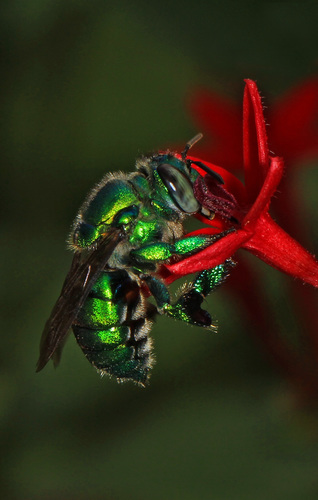 Orchid Bee reference