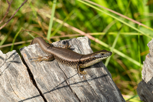Eastern Water Skink reference