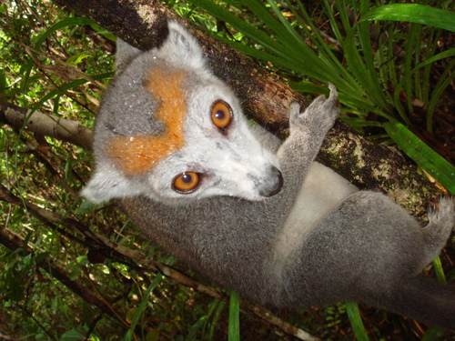 Crowned Lemur reference