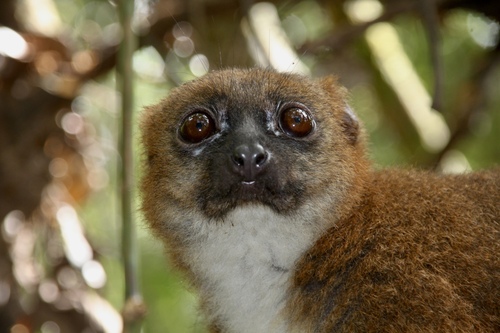 Red-bellied Lemur reference