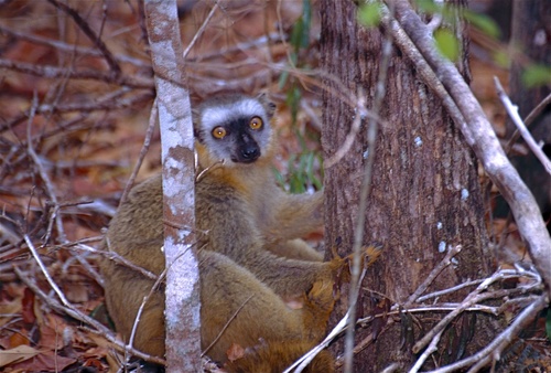 Red-Fronted Lemur reference