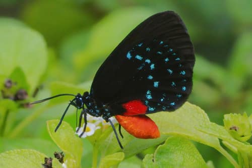 Atala Butterfly reference