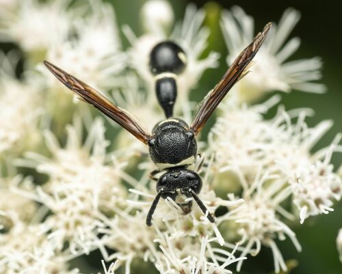 Fraternal Potter Wasp reference